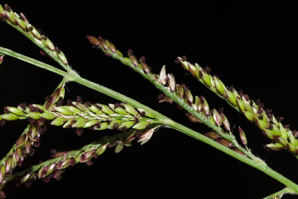 Urochloa mutica Spikelets