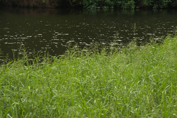 Urochloa mutica Habit