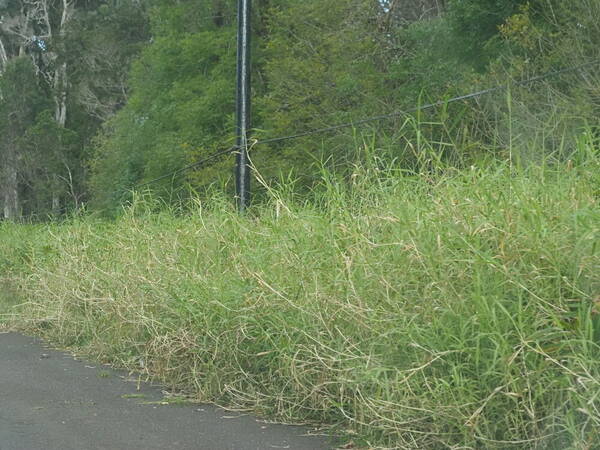 Urochloa mutica Habit