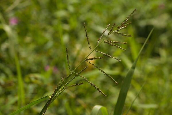 Urochloa mutica Inflorescence