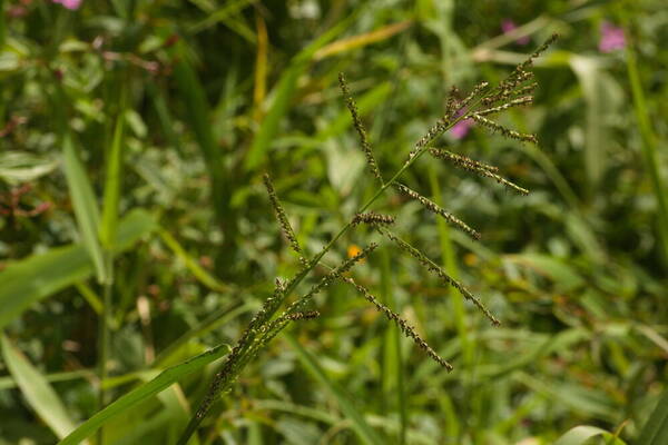 Urochloa mutica Inflorescence