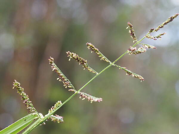 Urochloa mutica Inflorescence