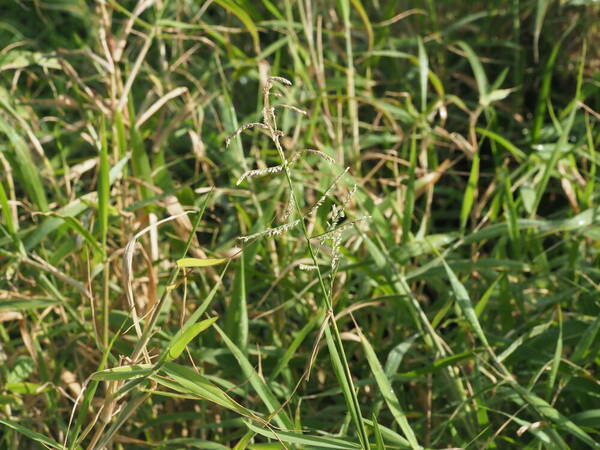 Urochloa mutica Inflorescence