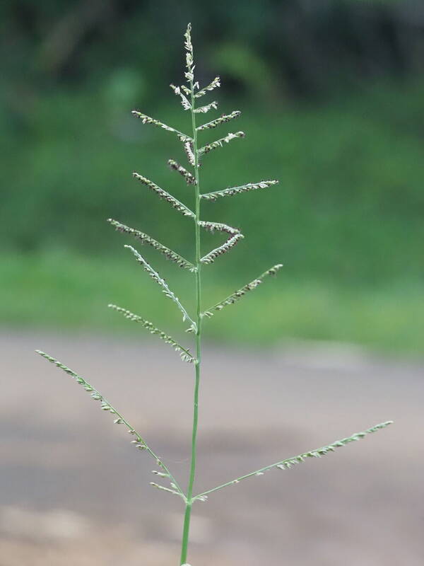 Urochloa mutica Inflorescence