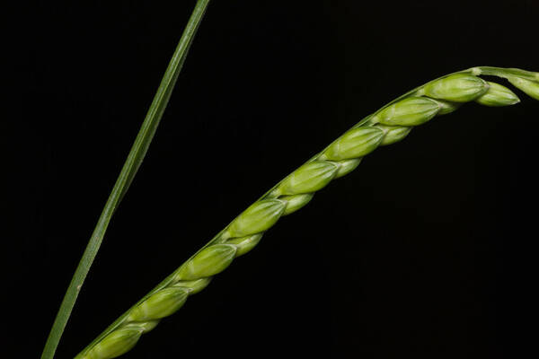 Urochloa plantaginea Spikelets