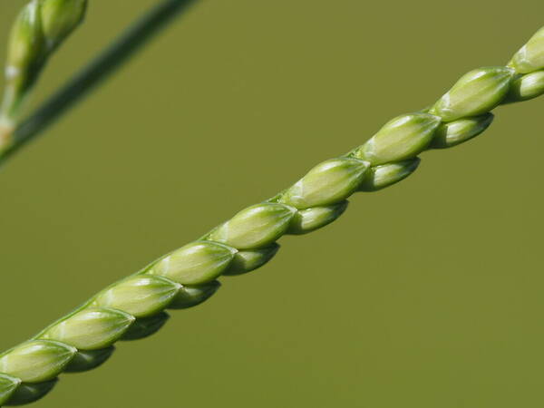 Urochloa plantaginea Spikelets