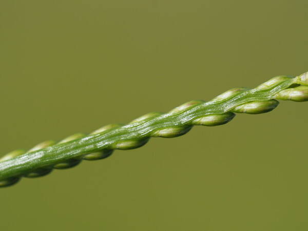 Urochloa plantaginea Spikelets