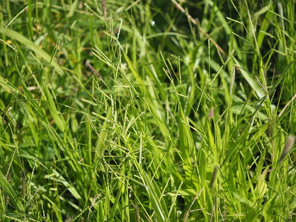 Urochloa plantaginea Habit