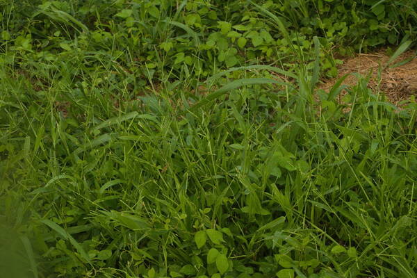 Urochloa plantaginea Habit