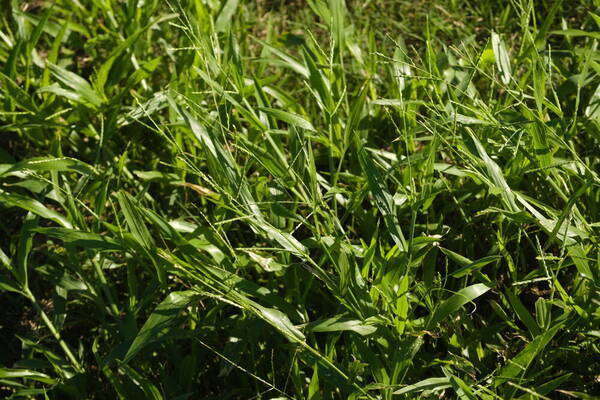 Urochloa plantaginea Habit