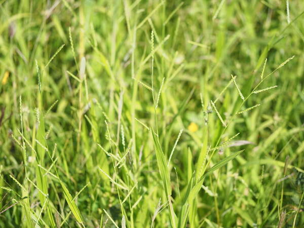 Urochloa plantaginea Habit