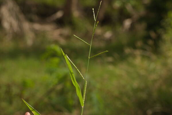 Urochloa plantaginea Inflorescence