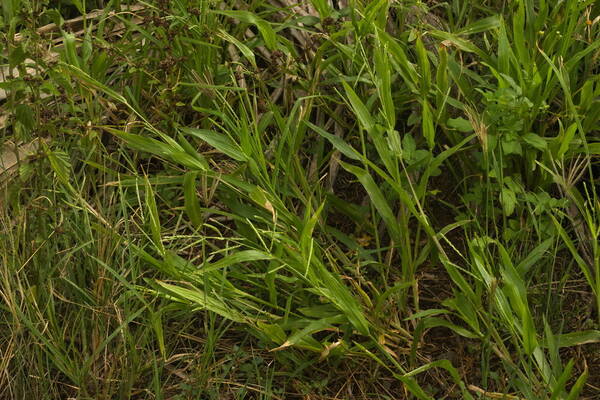 Urochloa plantaginea Plant