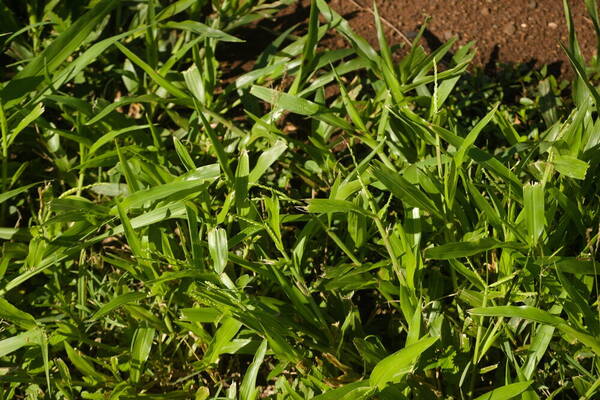 Urochloa plantaginea Plant