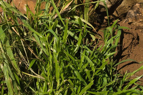 Urochloa plantaginea Plant