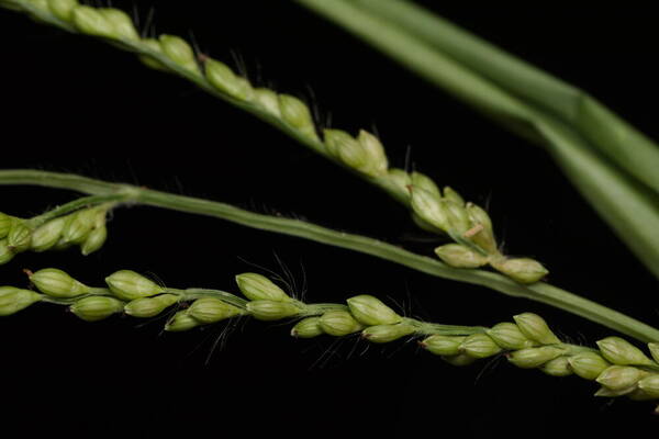 Urochloa ramosa Spikelets