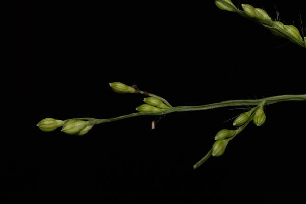 Urochloa ramosa Spikelets