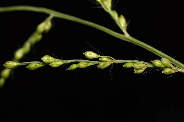 Urochloa ramosa Spikelets