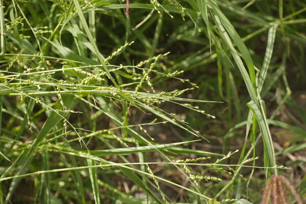 Urochloa ramosa Habit