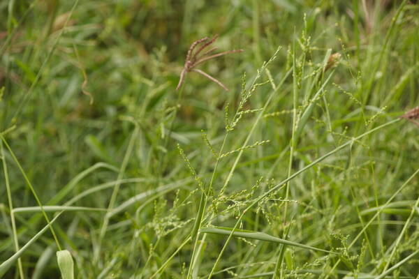 Urochloa ramosa Habit