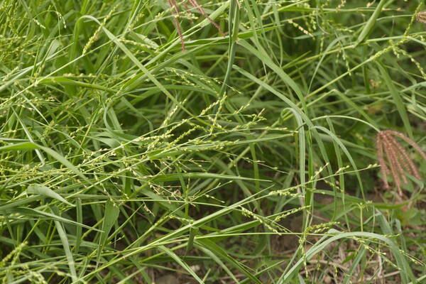 Urochloa ramosa Habit