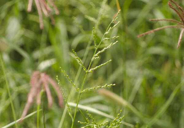 Urochloa ramosa Inflorescence