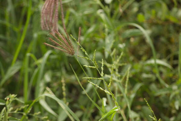 Urochloa ramosa Inflorescence