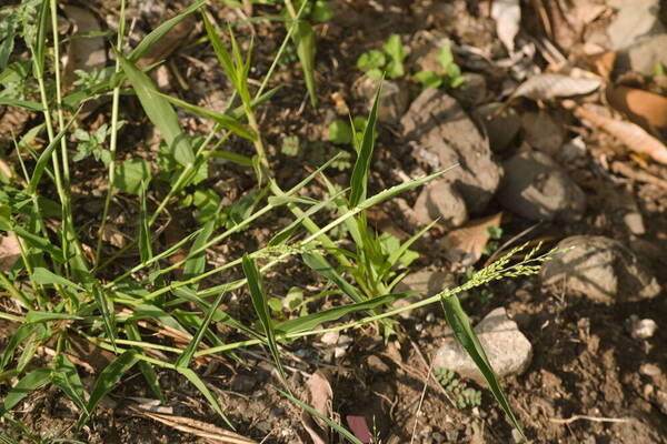 Urochloa ramosa Plant