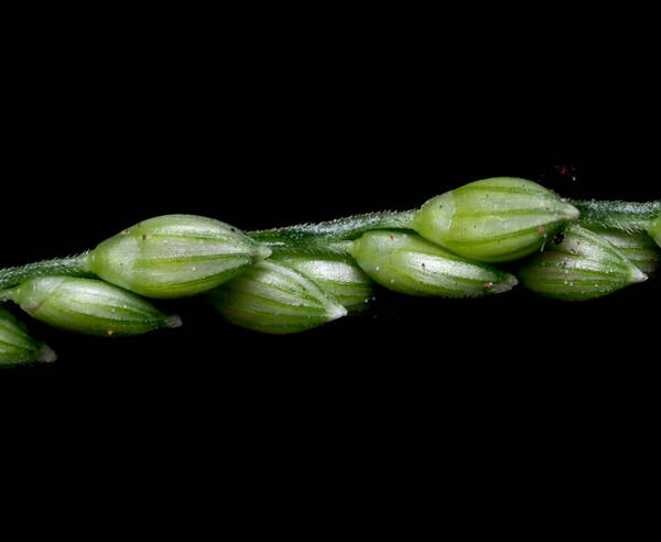 Urochloa reptans Spikelets