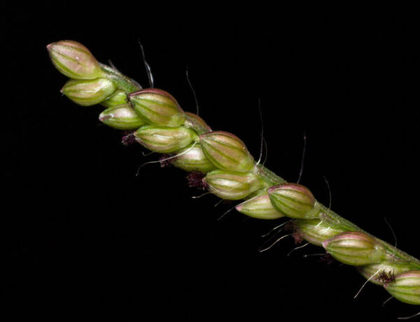 Urochloa reptans Spikelets