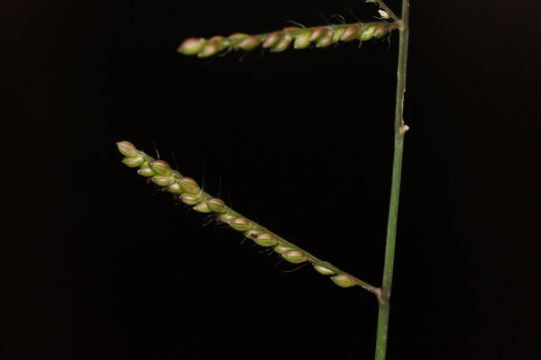 Urochloa reptans Spikelets