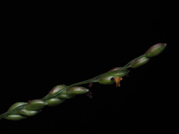 Urochloa reptans Spikelets