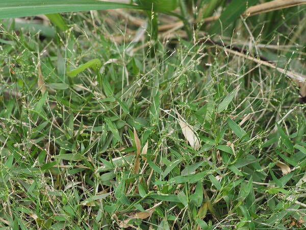 Urochloa reptans Habit