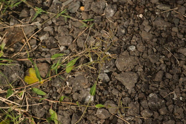 Urochloa reptans Habit