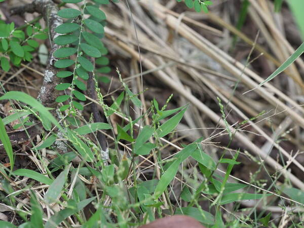 Urochloa reptans Habit