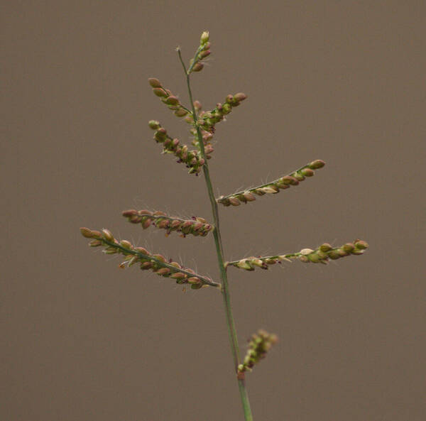 Urochloa reptans Inflorescence