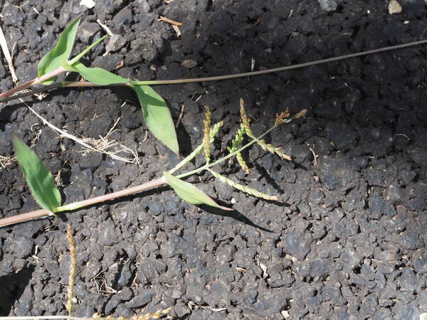 Urochloa reptans Inflorescence