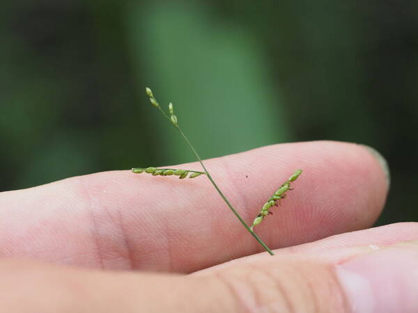 Urochloa reptans Inflorescence