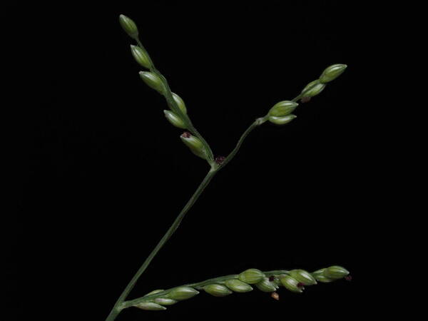 Urochloa reptans Inflorescence