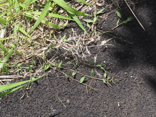 Urochloa reptans Plant