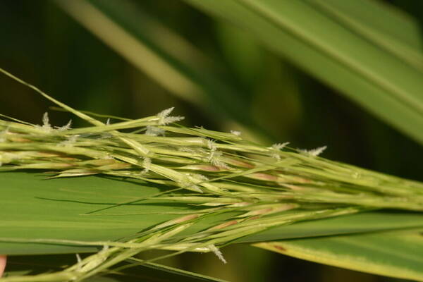 Zizania latifolia Spikelets