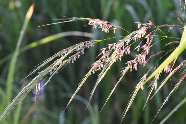 Zizania latifolia Inflorescence