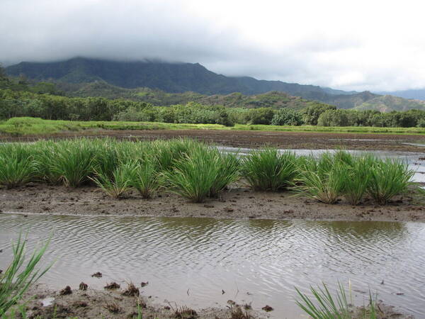 Zizania latifolia Landscape