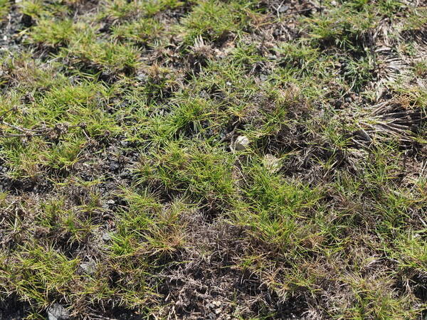 Zoysia matrella Habit