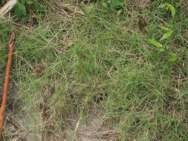 Zoysia matrella Habit