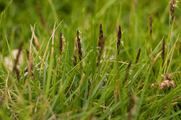 Zoysia matrella Habit