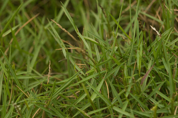 Zoysia matrella Habit