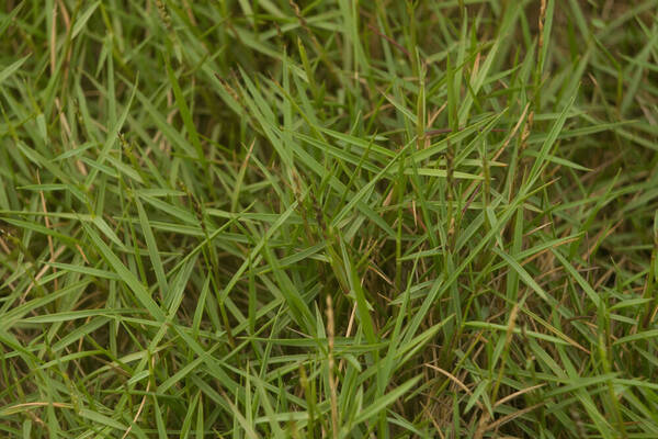 Zoysia matrella Habit