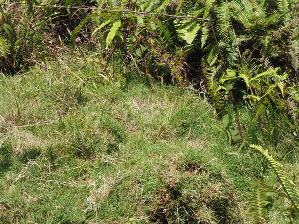 Zoysia matrella Habit