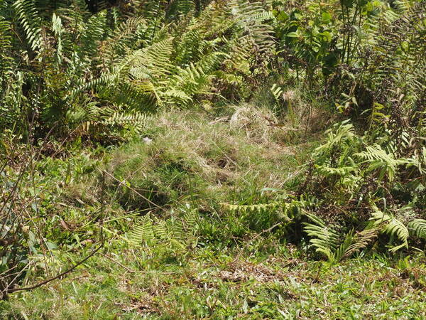 Zoysia matrella Habit